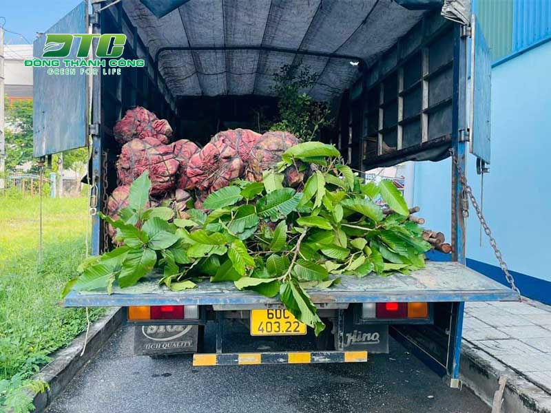 Loại cây này mang đến những lợi ích to lớn cho đời sống