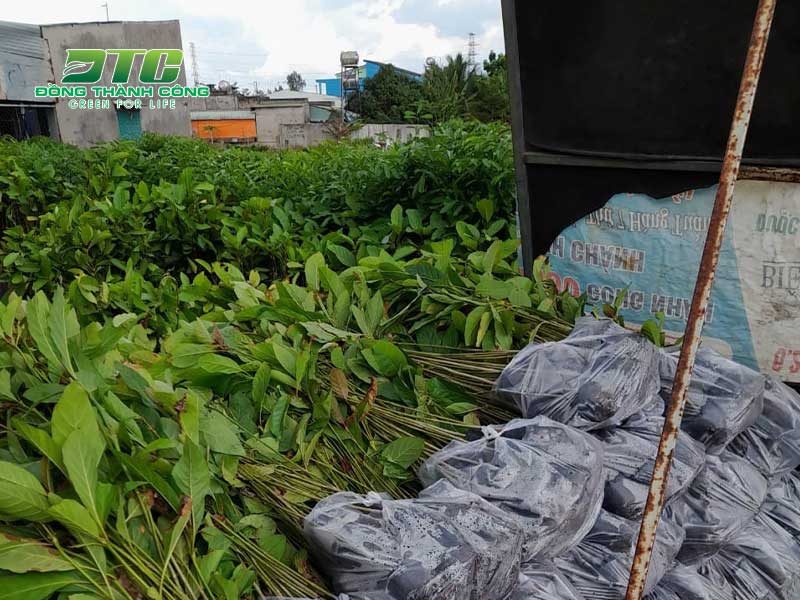 Gáo vàng là cây trồng đem đến rất nhiều lợi ích