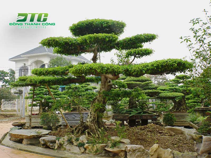 Cây cảnh bonsai mang đến nguồn thu cao