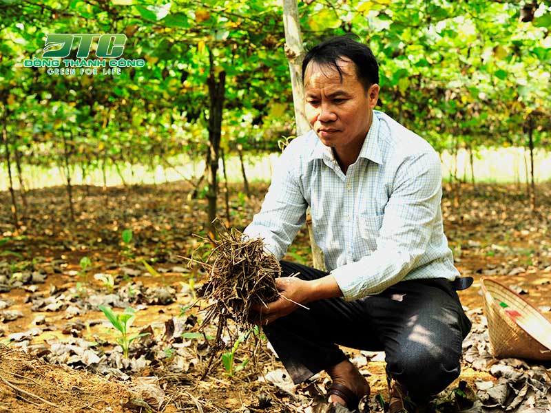 Làm giàu từ trồng cây có giá trị cao