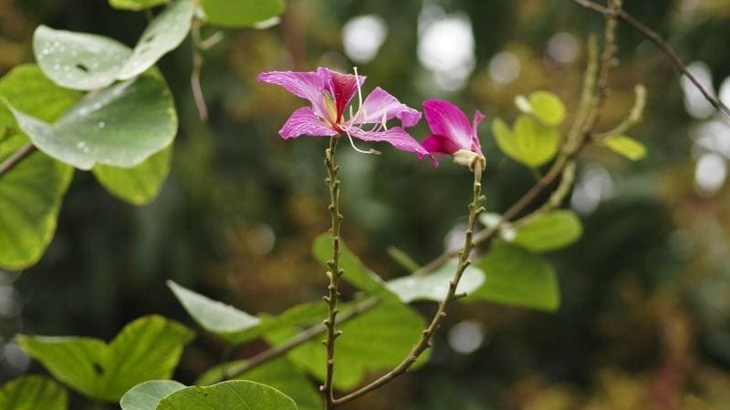 Chăm sóc đúng cách để móng bò sinh trưởng khỏe mạnh