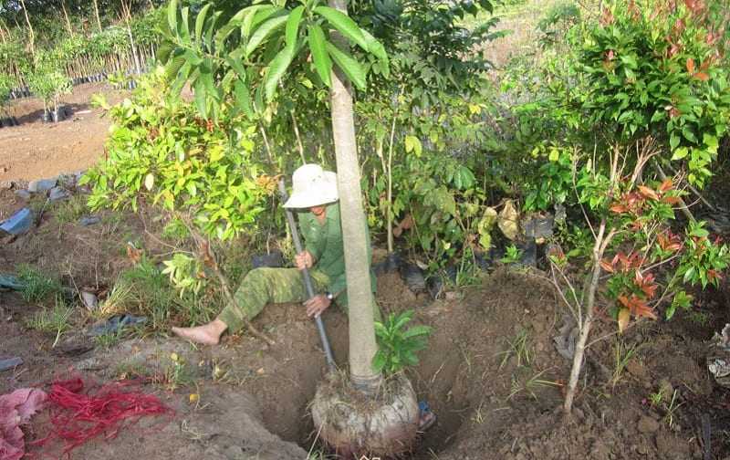 Lựa chọn thời điểm thích hợp để bứng cây