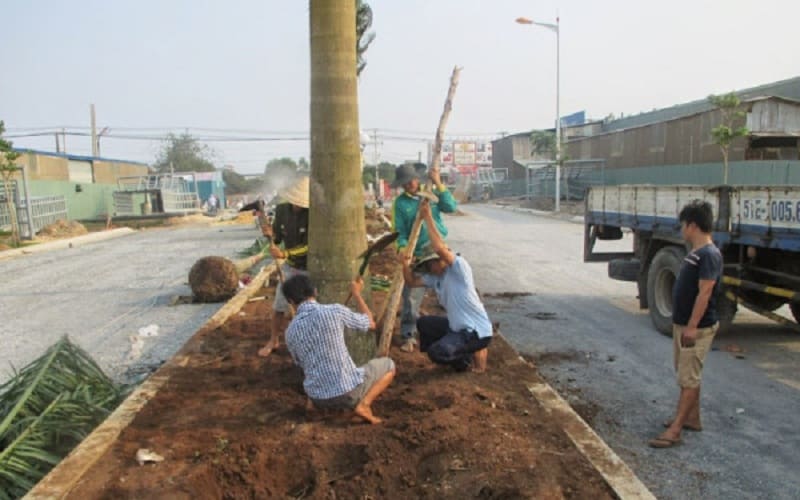 Cần đào hố trước khi tiến hành bứng cây