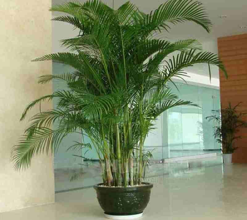 Cây cau cảnh là một loại cây có khả năng chịu hạn Cây cau cảnh là một loại cây chịu hạn khá tốt