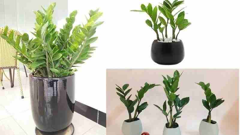 Cây chịu hạn sẽ giúp người trồng tiết kiệm thời gian chăm sóc Các loại cây chịu hạn sẽ giúp tiết kiệm thời gian chăm sóc