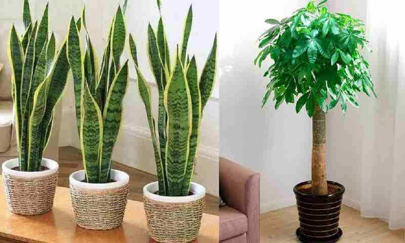 Xu hướng trồng cây chịu hạn đang được săn đón Xu hướng trồng cây chịu hạn đang được quan tâm