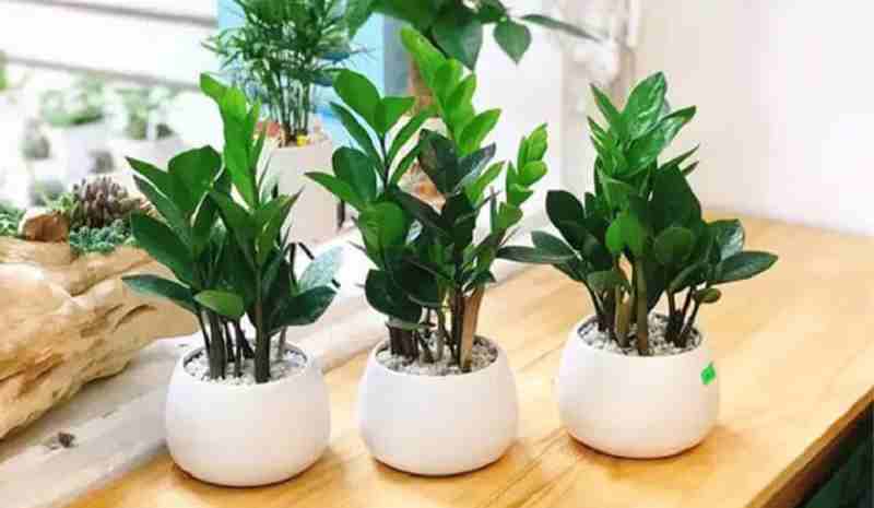 Trồng cây kim tiền làm cảnh tại phòng khách Trồng cây kim tiền làm cảnh trong không gian