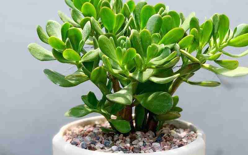 Trồng cây ngọc bích để trang trí không gian Trồng cây ngọc bích để trang trí cảnh quan