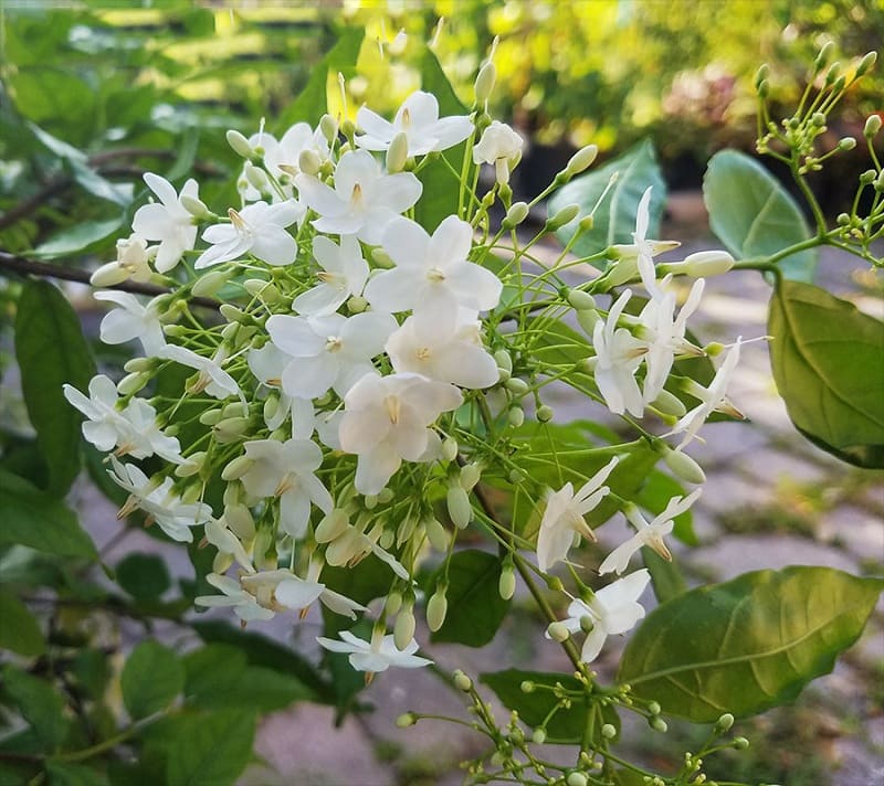 Màu hoa trắng tinh khôi của cây mai chiếu thủy