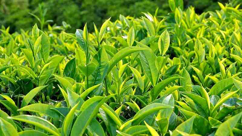 Cây chè là một loại cây công nghiệp dài ngày Cây chè là một loại cây công nghiệp giá trị cao