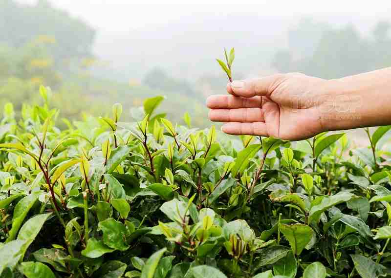 Loại cây này mang lại rất nhiều những công dụng tốt cho sức khỏe Loại cây này đem đến rất nhiều những công dụng tốt