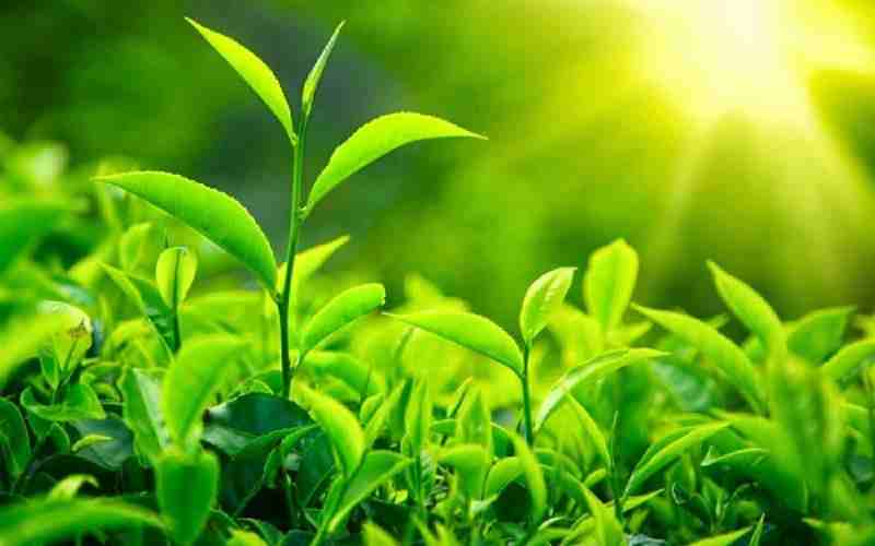 Đặc biệt hình thái khá nổi bật của cây trà xanh Đặc biệt hình thái đặc biệt của cây trà xanh