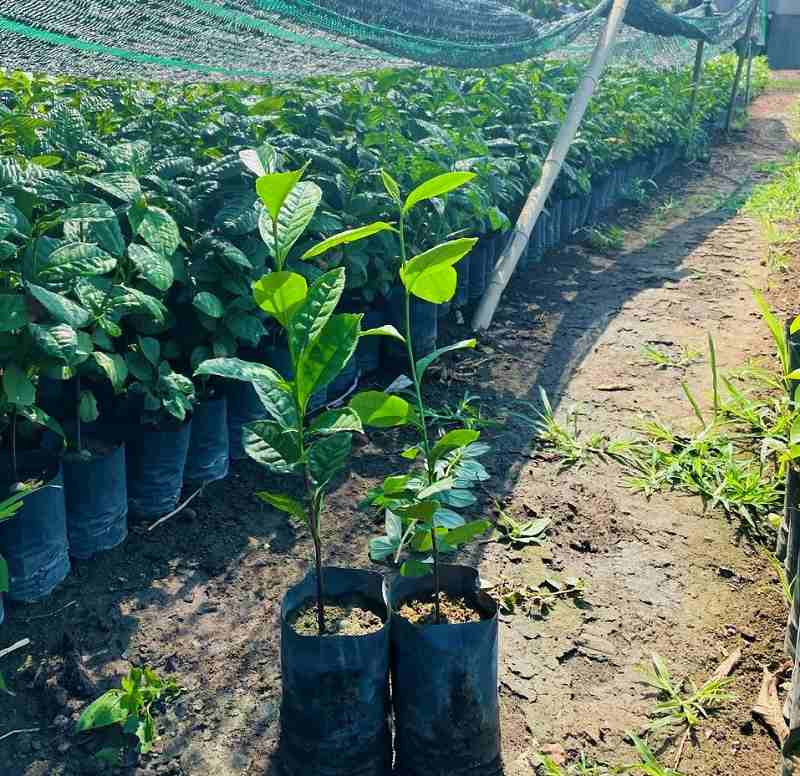 Áp dụng cách trồng cây trà đúng chuẩn để cây thích nghi nhanh Áp dụng cách trồng cây trà khoa học để cây thích nghi nhanh