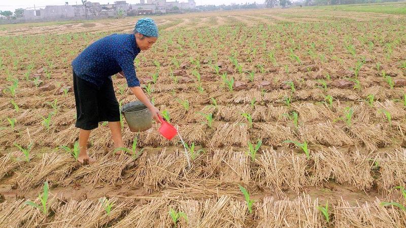 Trồng cây mía theo đúng quy trình