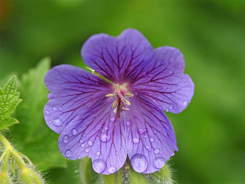 Cây chịu nước được ưa chuông hiện nay Cây chịu nước được ưa chuông hiện nay