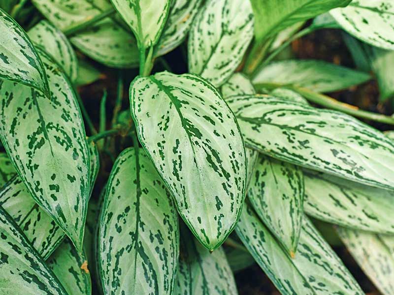 Cây bạch mã hoàng tử có trồng thủy sinh Cây bạch mã hoàng tử có trồng thủy sinh