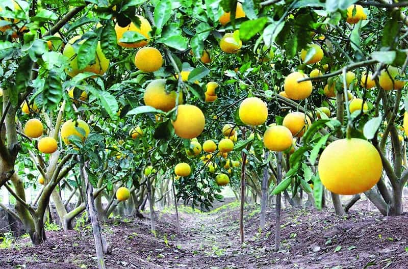 Những cây bưởi xum xuê trái làm đẹp cho khu vườn