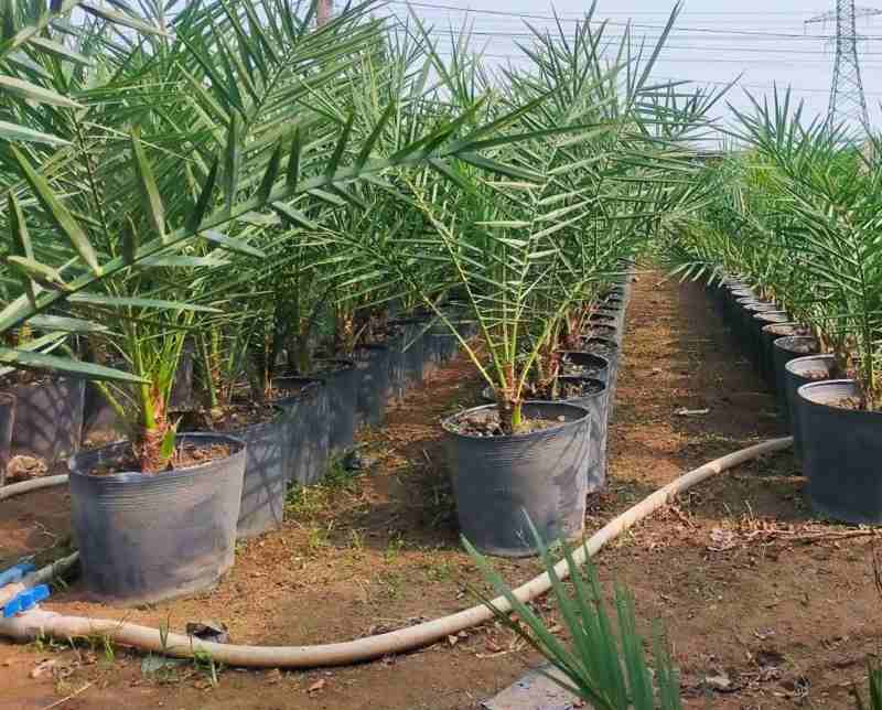 Mua giống cây chà là chất lượng tại vườn ươm uy tín