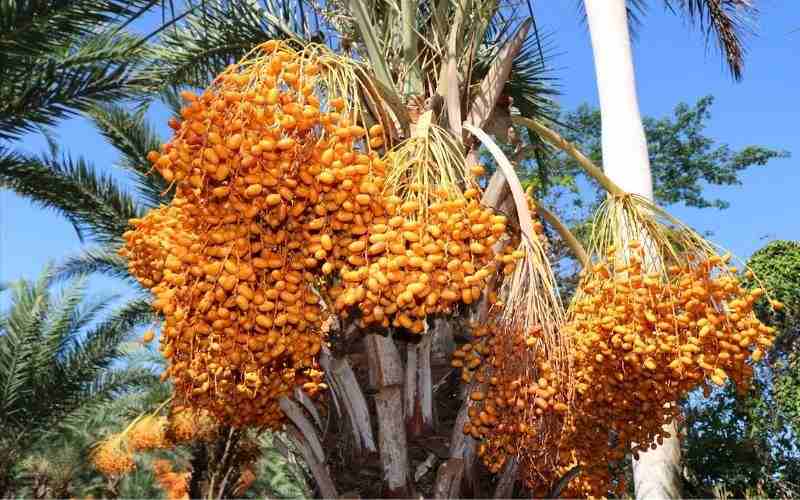 Chà là là loại cây ăn quả được nhiều người ưa chuộng