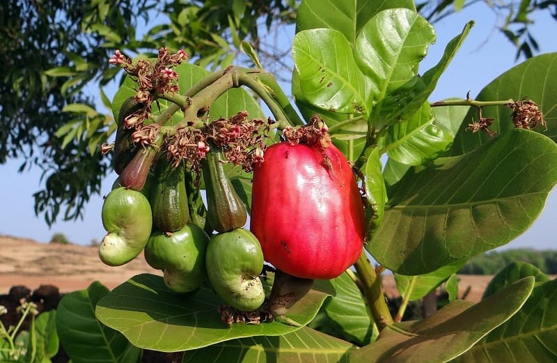 Cây điều là loại cây mang đến giá trị kinh tế cao