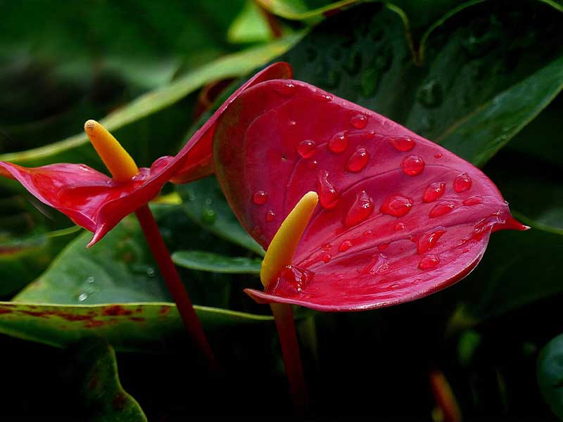 Cây hồng môn cây chịu nước được ưa chuộng Cây hồng môn cây chịu nước được ưa chuộng