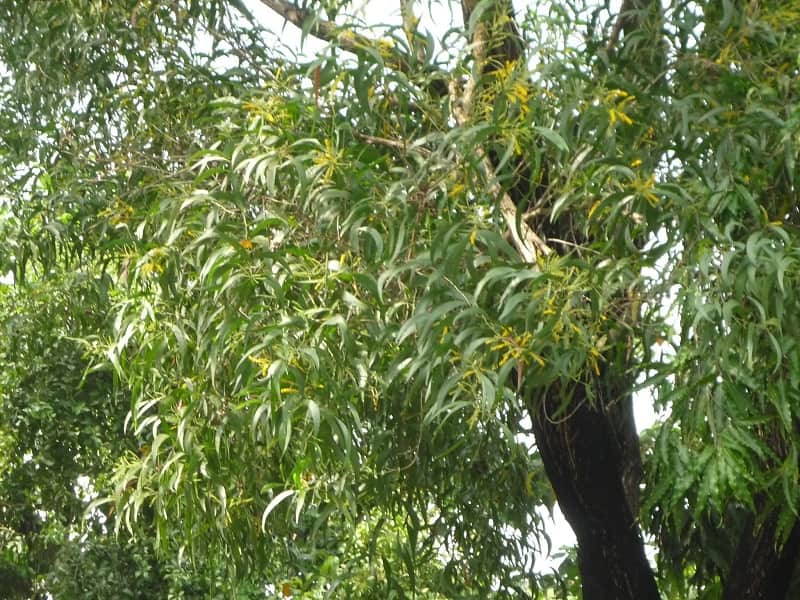 Cây keo là một loại cây trồng đang được canh tác rộng rãi Cây keo là một loại cây trồng đang được bà con canh tác rộng rãi