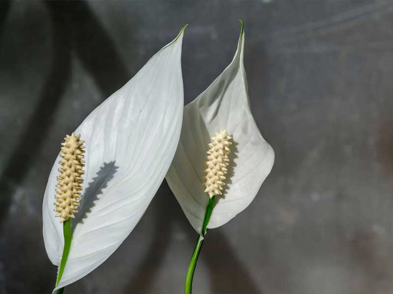 Cây lan ý là loại cây chịu nước được nhiều người thích Cây lan ý là loại cây chịu nước được nhiều người thích