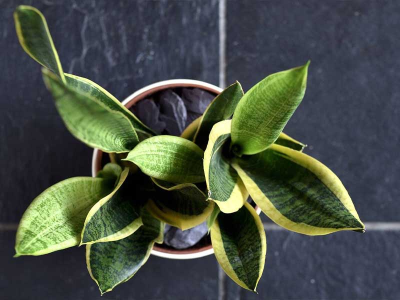 Cây lưỡi hổ được nhiều gia đình trồng Cây lưỡi hổ được nhiều gia đình trồng