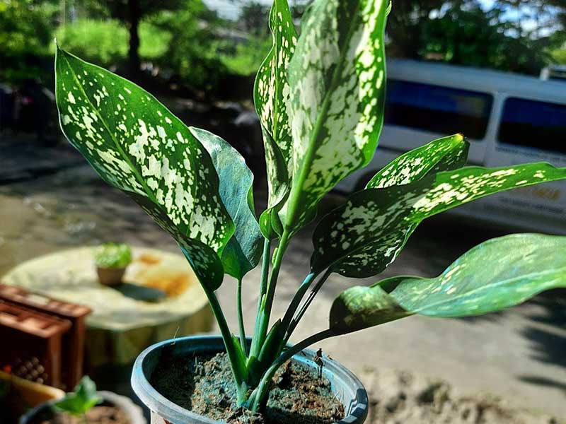 Cây ngọc ngân một loại cây quen thuộc Cây ngọc ngân một loại cây quen thuộc