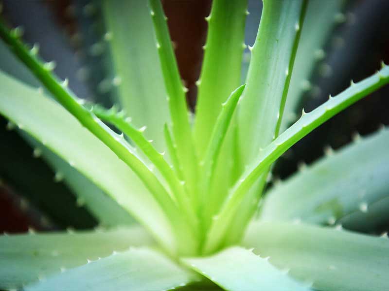 Cây nha đam được nhiều người trồng Cây nha đam được nhiều người trồng