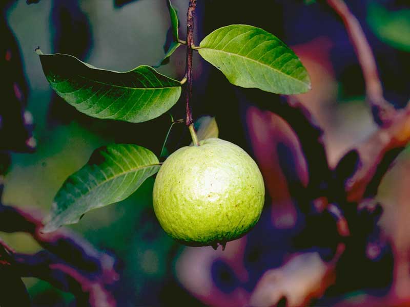 Cây ổi giống cây chịu nước tốt Cây ổi giống cây chịu nước tốt