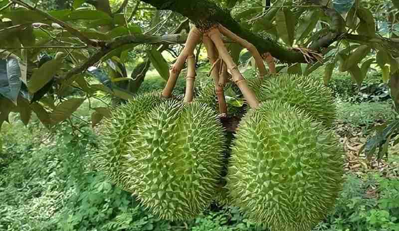 Cây sầu riêng là cây ăn trái mang lại lợi ích kinh tế
