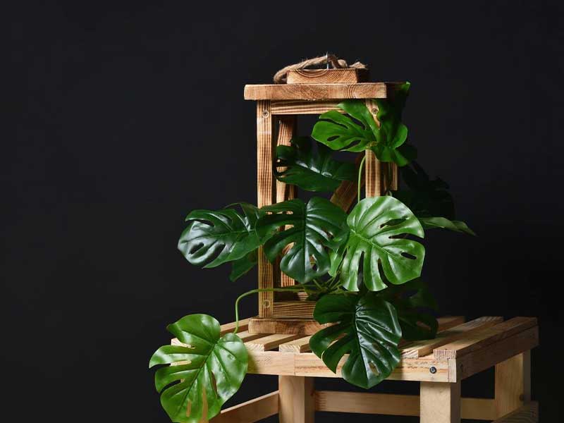 Cây trầu bà Monstera trang trí cảnh quan cũng như tạo điểm nhấn cho không gian Cây trầu bà Monstera trang trí cảnh quan cũng như tạo điểm nhấn cho không gian