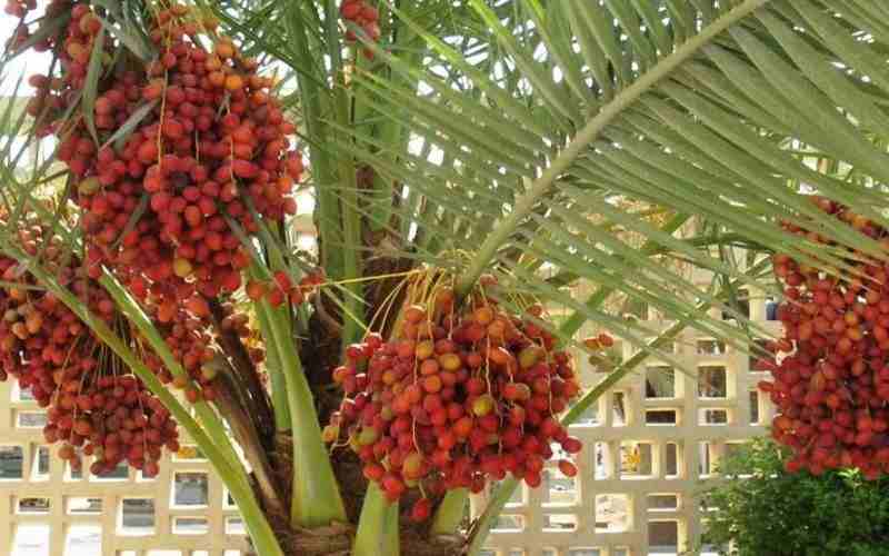 Trồng cây chà là làm cảnh giúp không gian thêm ấn tượng