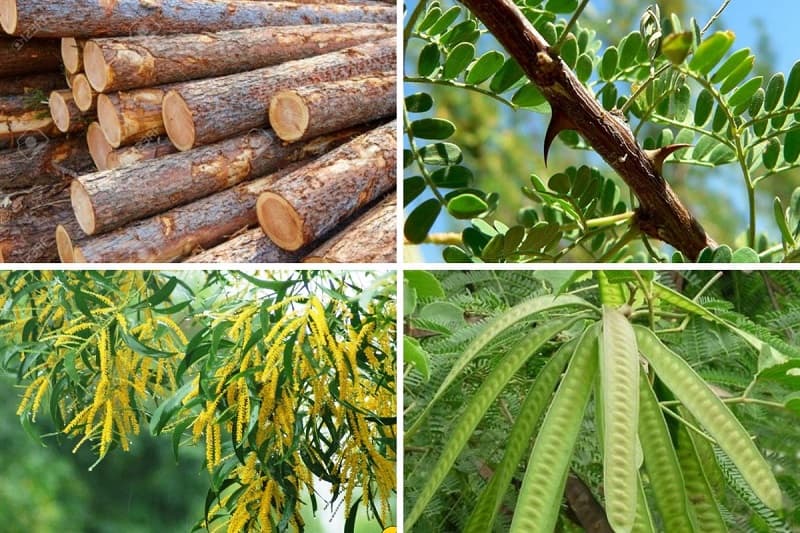 Cây keo đem đến rất nhiều những công dụng cho đời sống Cây keo đem đến rất nhiều những công dụng hữu ích