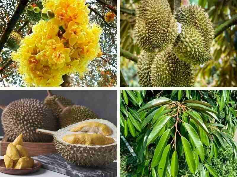 Trồng cây sầu riêng đem đến lợi ích kinh tế cao