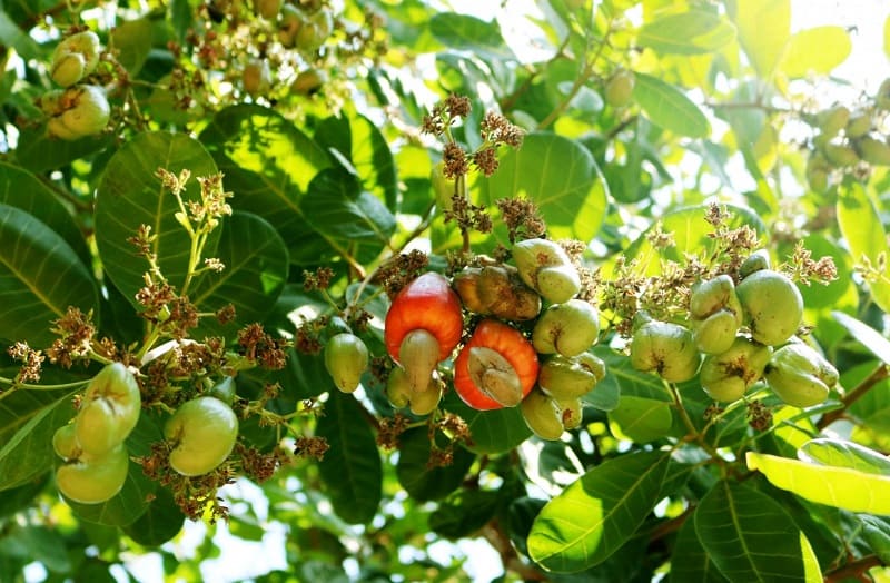 Điều là một loại cây trồng quen thuộc