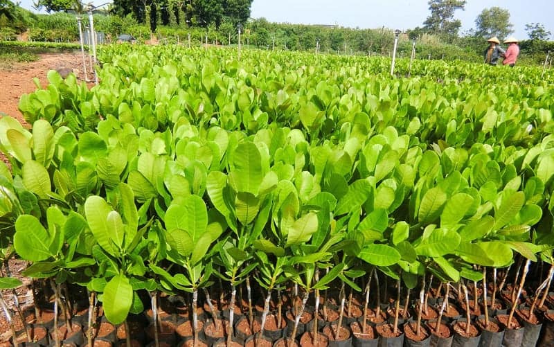 Đảm bảo những tiêu chí cần thiết để tiến hành trồng cây điều