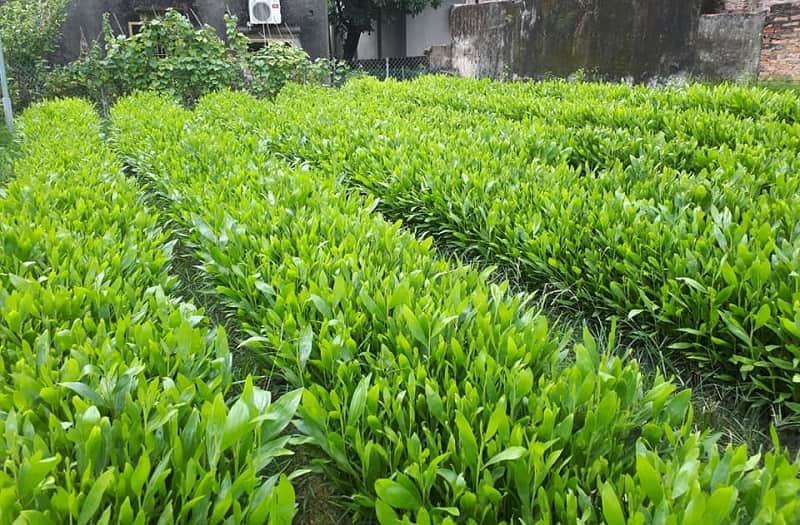 Có đa dạng các loại keo được trồng hiện nay Có đa dạng các loại keo khác nhau được trồng