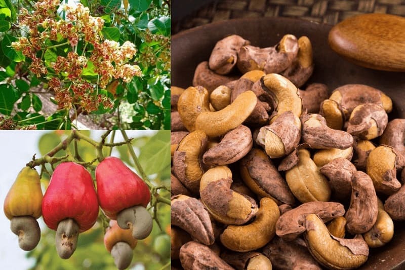 Cây điều mang đến nguồn thu khổng lồ cho bà con