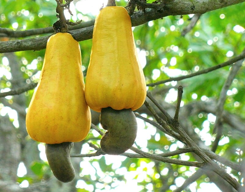 Loại cây này có nguồn gốc xuất xứ từ Brazil