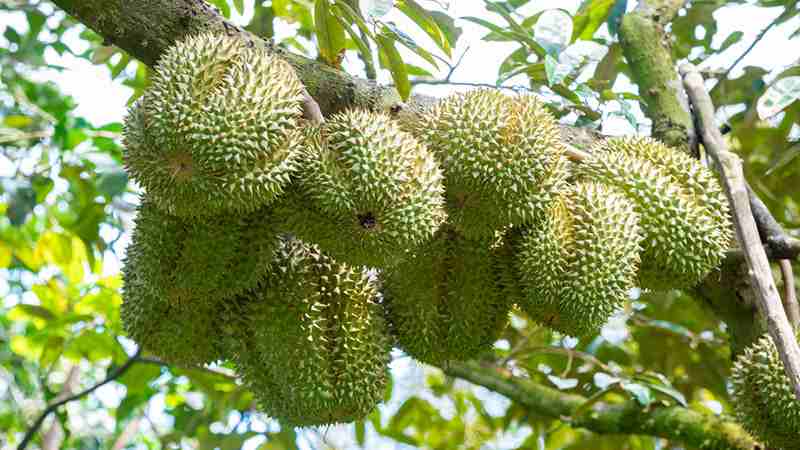 Sầu riêng Thái Lan là loại sầu được ưa chuộng