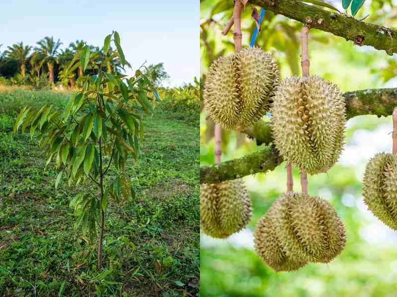 Sầu riêng là một loại cây trồng vô cùng quen thuộc