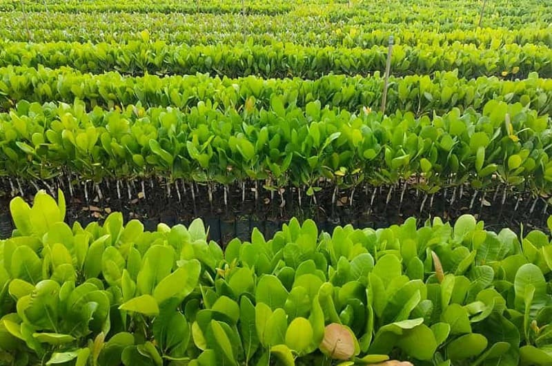 Tiến hành cách trồng điều theo đúng quy trình