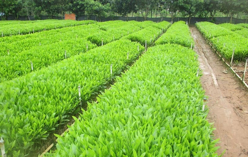 Tiến hành trồng cây keo theo đúng các bước Tiến hành trồng cây keo theo đúng cách