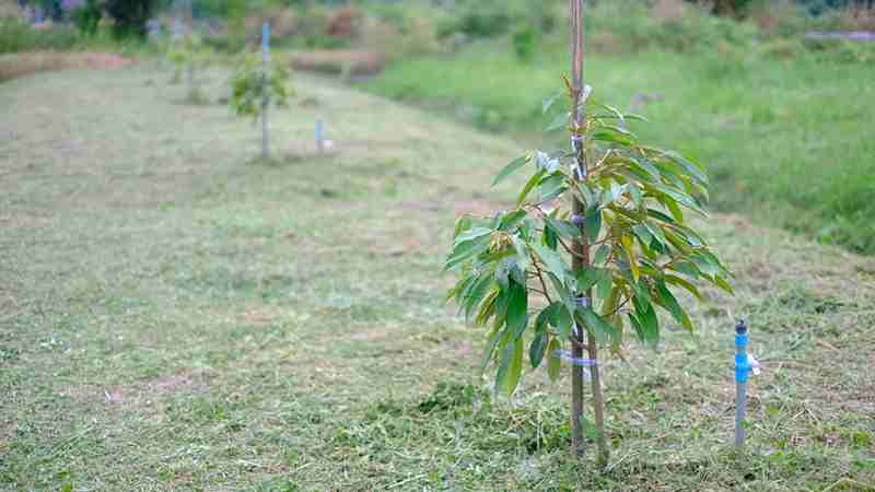 Tiến hành trồng cây sầu riêng theo đúng quy trình