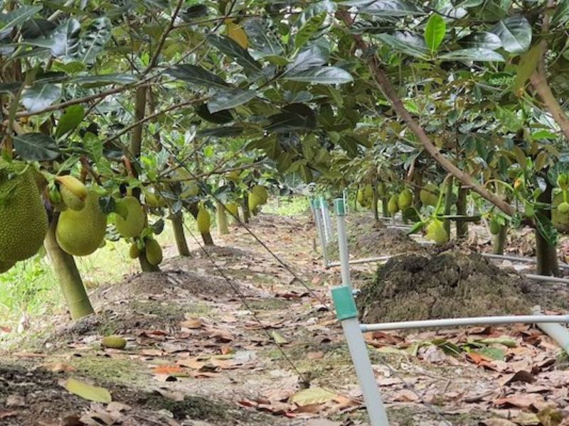 Cách chăm sóc cây mít Thái sai quả