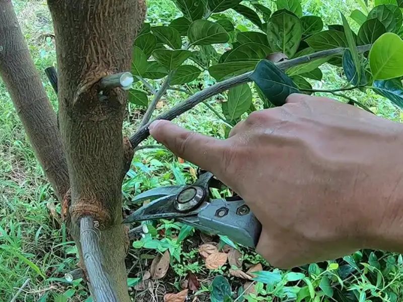 cách chăm sóc cây mít tố nữ sai quả