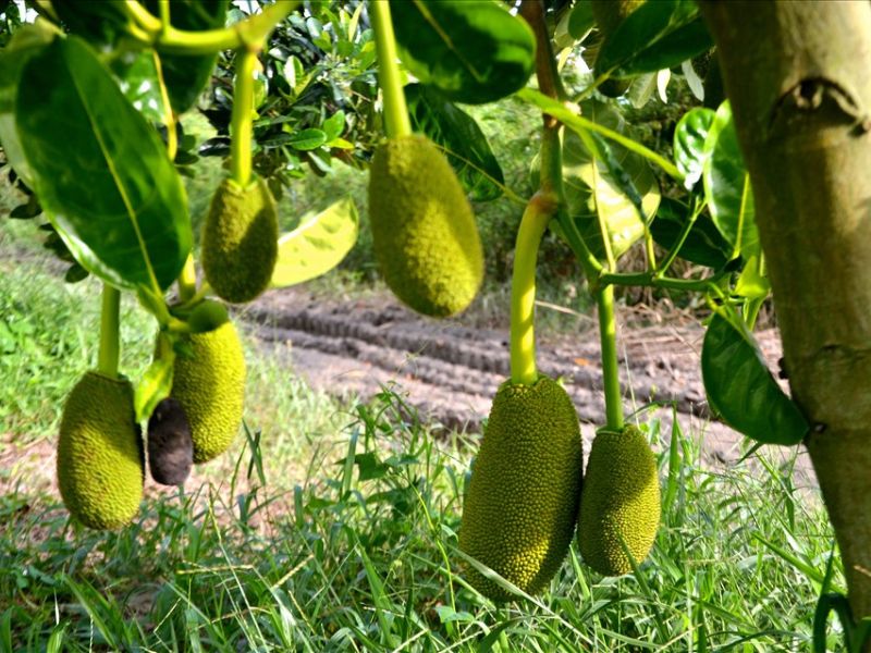 cách trồng cây mít Thái