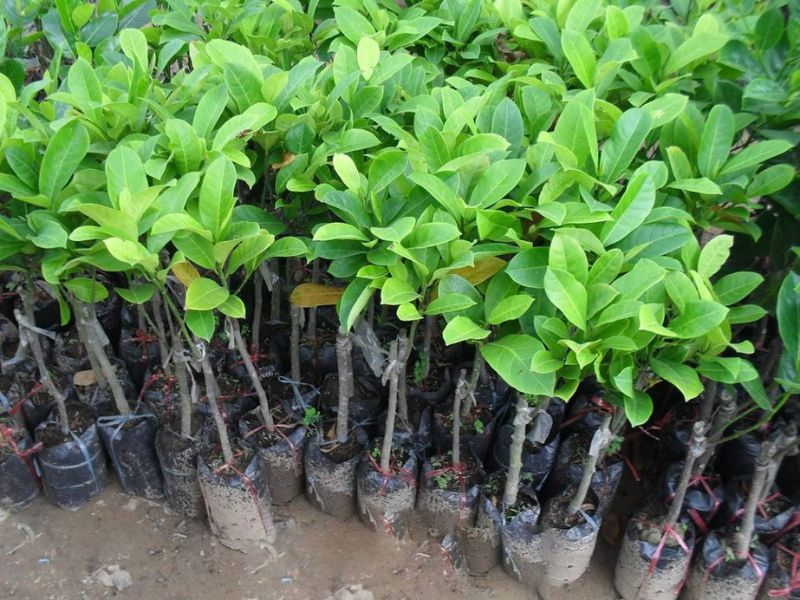 Cách trồng giống cây mít thái